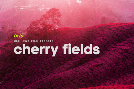 Cherry Fields Action - Fall