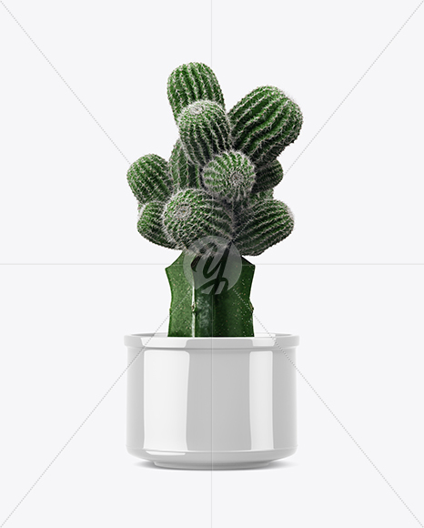 Cactus in Glossy Pot Mockup