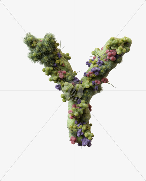 Y