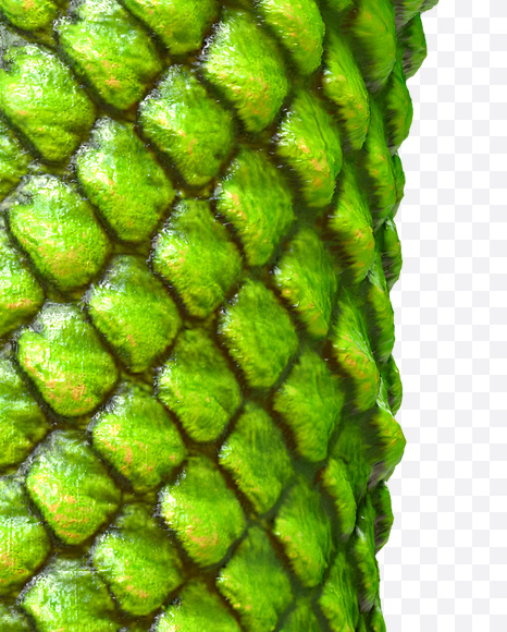 0 from Dragon Skin Font on Yellow Images Creative Fonts - S23306