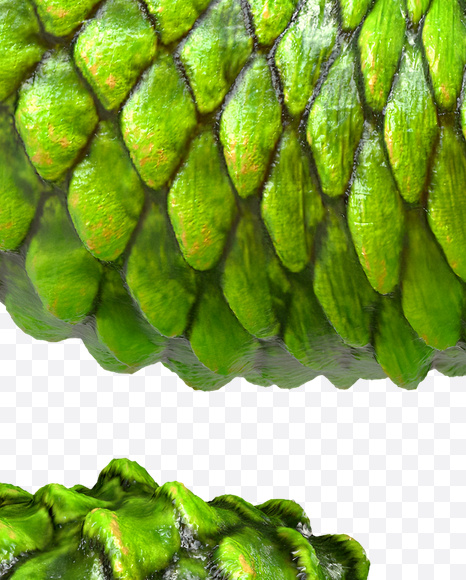 9 from Dragon Skin Font on Yellow Images Creative Fonts - S23305