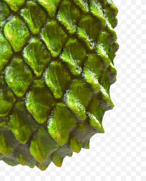 Letter P from Dragon Skin Font on Yellow Images Creative Fonts - S23286