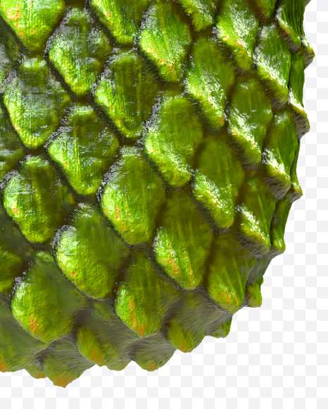 Letter F from Dragon Skin Font on Yellow Images Creative Fonts - S23276