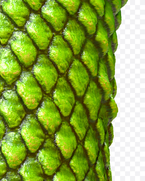 Letter C from Dragon Skin Font on Yellow Images Creative Fonts - S23273