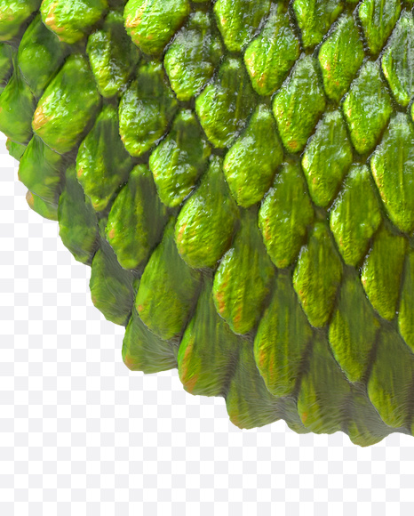 Letter V from Dragon Skin Font on Yellow Images Creative Fonts - S23292