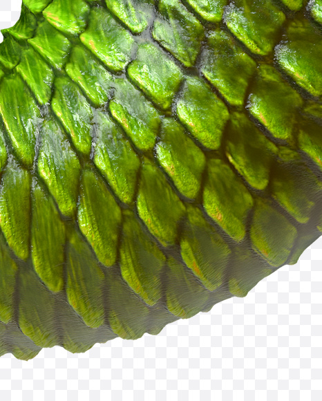 Letter J from Dragon Skin Font on Yellow Images Creative Fonts - S23280