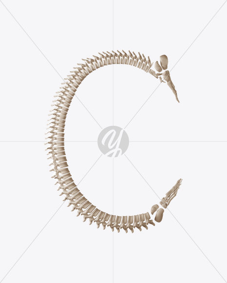 Letter C from Skeleton Font on Yellow Images Creative Fonts - S23354