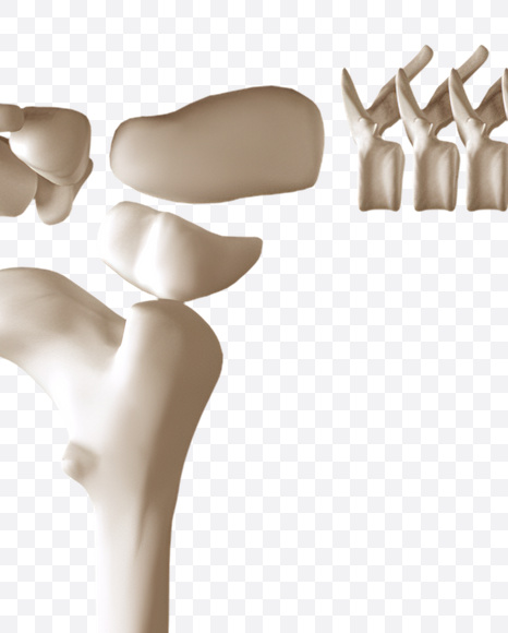 Letter R from Skeleton Font on Yellow Images Creative Fonts - S23369