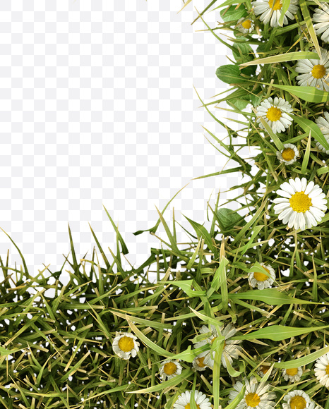 Letter G from Daisy Font on Yellow Images Creative Fonts - S23783