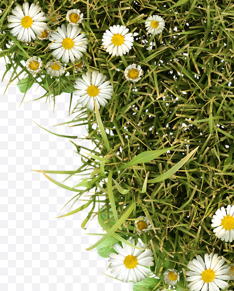 Letter Q from Daisy Font on Yellow Images Creative Fonts - S23793