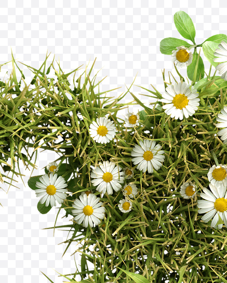 @ from Daisy Font on Yellow Images Creative Fonts - S23820