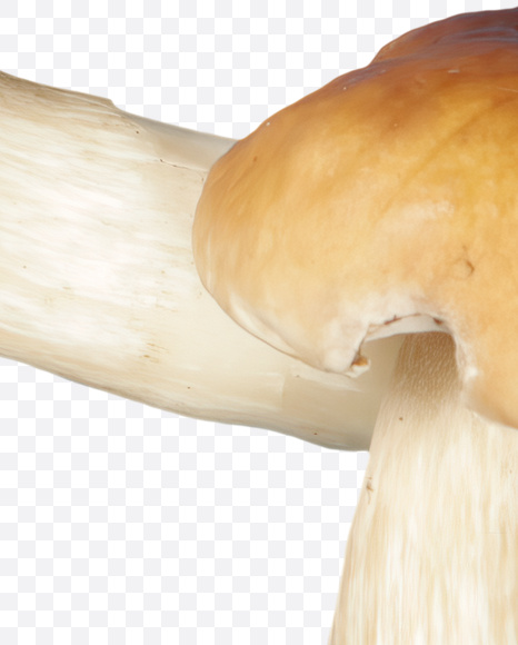 Letter S from Boletus Font on Yellow Images Creative Fonts - S24333