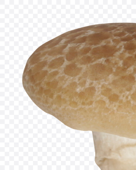 Letter I from Mushrooms Font on Yellow Images Creative Fonts - S25828