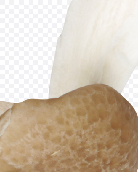 Letter O from Mushrooms Font on Yellow Images Creative Fonts - S25834