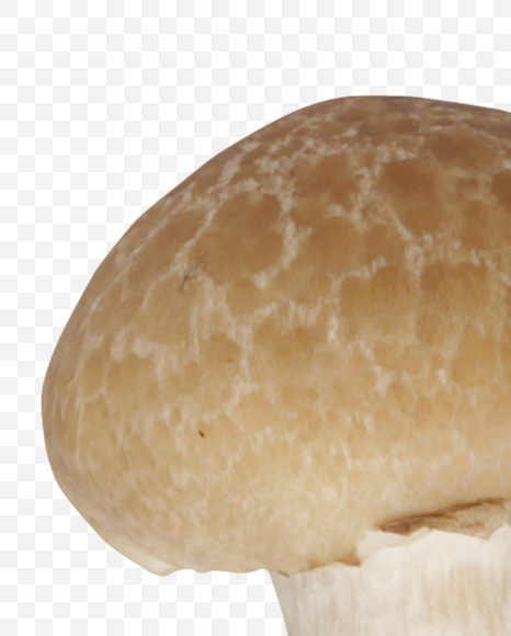 Letter Y from Mushrooms Font on Yellow Images Creative Fonts - S25844