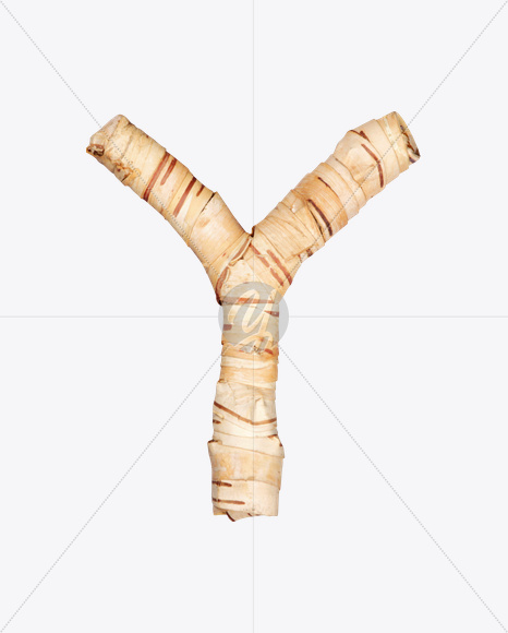 Y