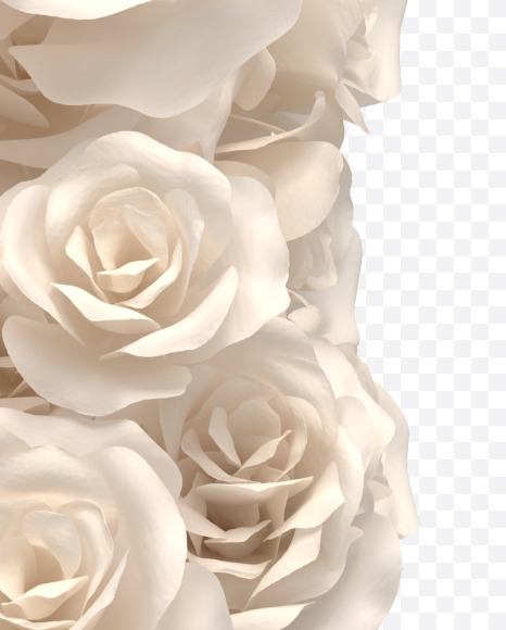 9 from White roses on Yellow Images Creative Fonts - S33101