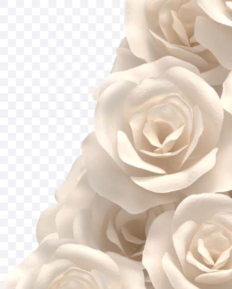 7 from White roses on Yellow Images Creative Fonts - S33099