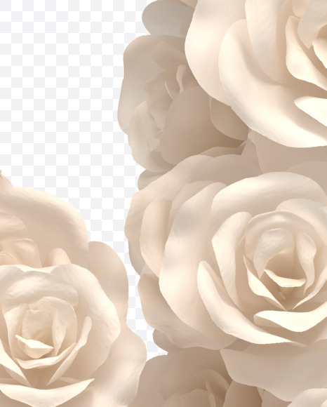 Letter N from White roses on Yellow Images Creative Fonts - S33080