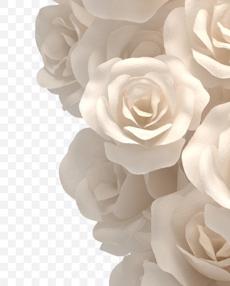 0 from White roses on Yellow Images Creative Fonts - S33102