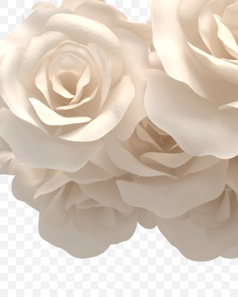 3 from White roses on Yellow Images Creative Fonts - S33095