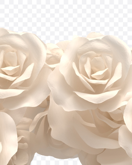% from White roses on Yellow Images Creative Fonts - S33105