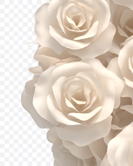 8 from White roses on Yellow Images Creative Fonts - S33100