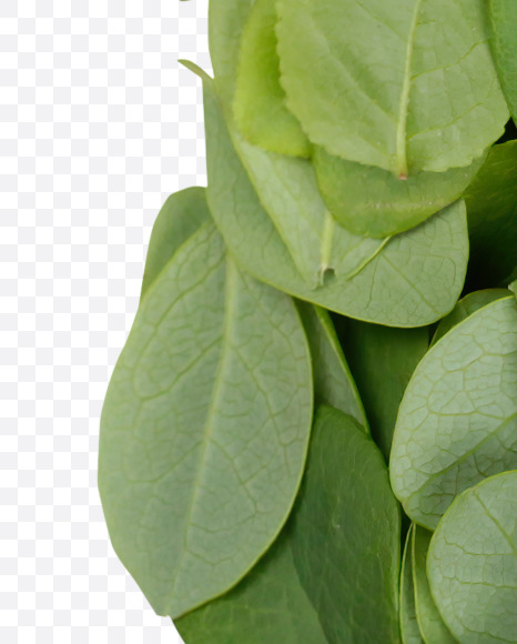 Letter O from Summer Leaves Font on Yellow Images Creative Fonts - S33595