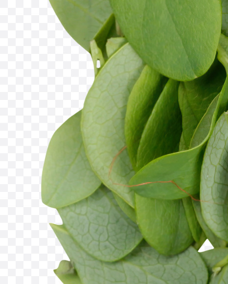 Letter B from Summer Leaves Font on Yellow Images Creative Fonts - S33582