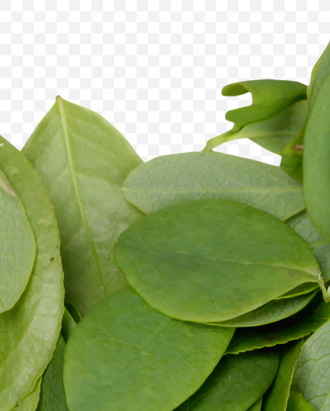 Letter Y from Summer Leaves Font on Yellow Images Creative Fonts - S33605