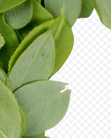 7 from Summer Leaves Font on Yellow Images Creative Fonts - S33613