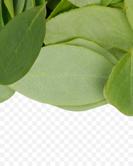 Letter P from Summer Leaves Font on Yellow Images Creative Fonts - S33596