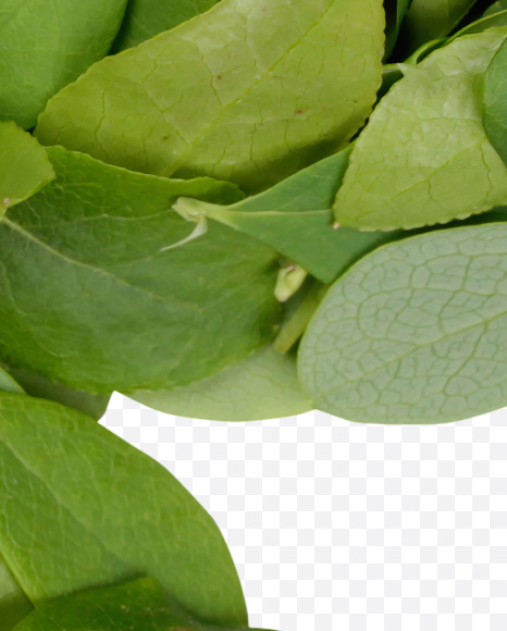 Letter F from Summer Leaves Font on Yellow Images Creative Fonts - S33586