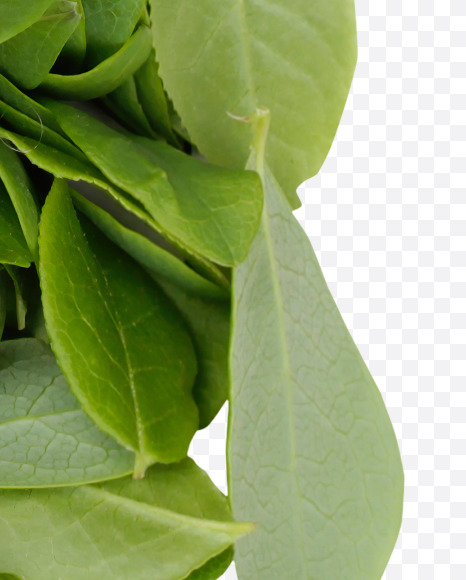 Letter N from Summer Leaves Font on Yellow Images Creative Fonts - S33594