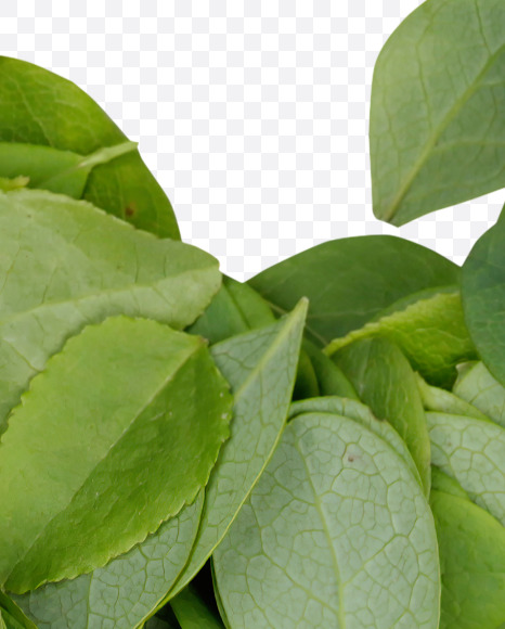 Letter J from Summer Leaves Font on Yellow Images Creative Fonts - S33590