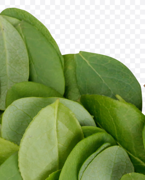 Letter S from Summer Leaves Font on Yellow Images Creative Fonts - S33599