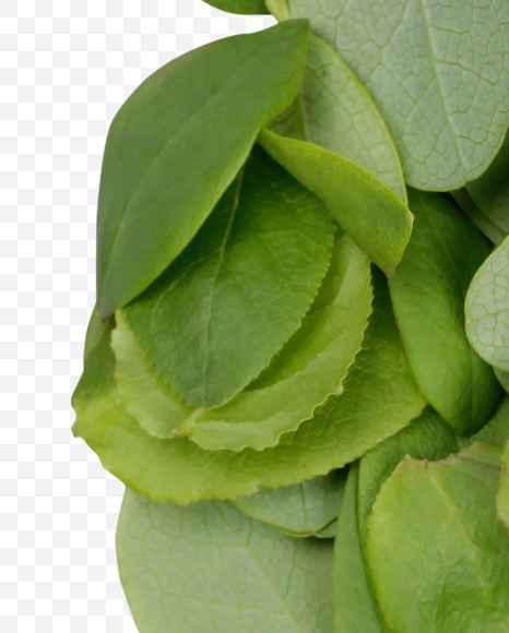 ! from Summer Leaves Font on Yellow Images Creative Fonts - S33617