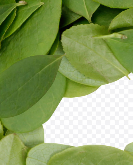 euro from Summer Leaves Font on Yellow Images Creative Fonts - S33619