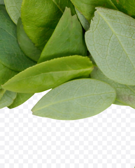 Letter Z from Summer Leaves Font on Yellow Images Creative Fonts - S33606