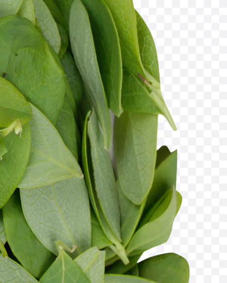 Letter A from Summer Leaves Font on Yellow Images Creative Fonts - S33581