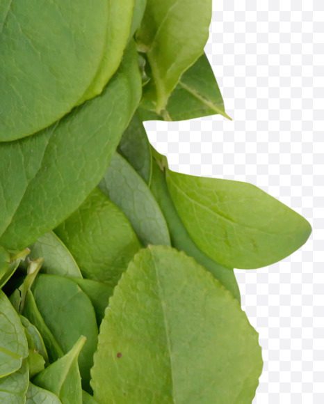 Letter H from Summer Leaves Font on Yellow Images Creative Fonts - S33588