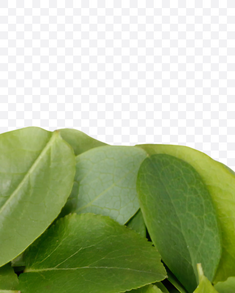 1 from Summer Leaves Font on Yellow Images Creative Fonts - S33607