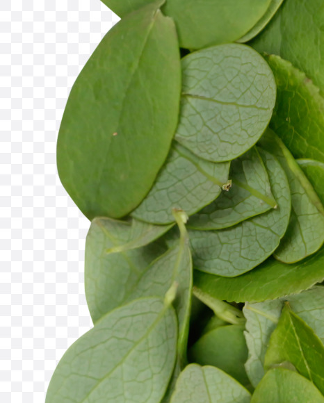 & from Summer Leaves Font on Yellow Images Creative Fonts - S33622