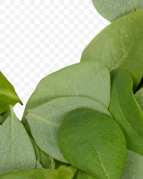 9 from Summer Leaves Font on Yellow Images Creative Fonts - S33615