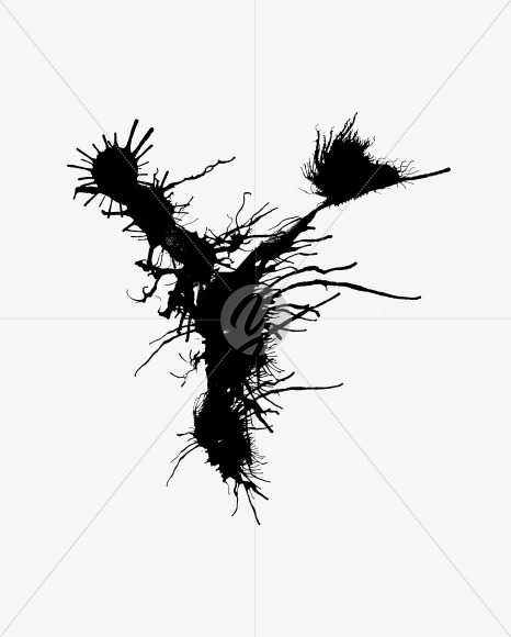 Y