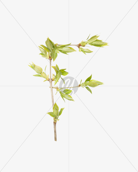 F