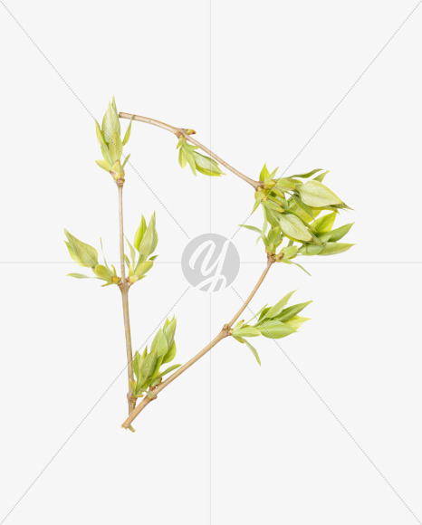 Letter D from Spring Branch Font on Yellow Images Creative Fonts - S36274