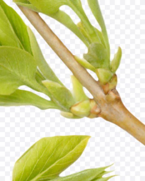 8 from Spring Branch Font on Yellow Images Creative Fonts - S36304