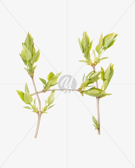 H