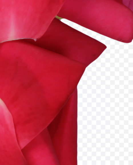 ( from Red Rose Petals Font on Yellow Images Creative Fonts - S37028